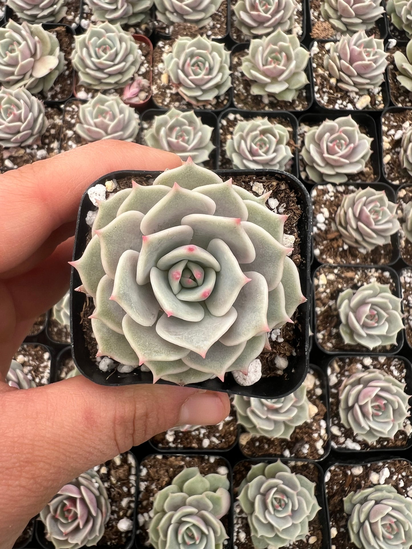 Echeveria