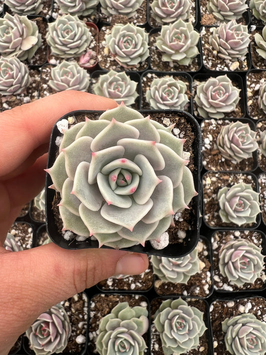 Echeveria